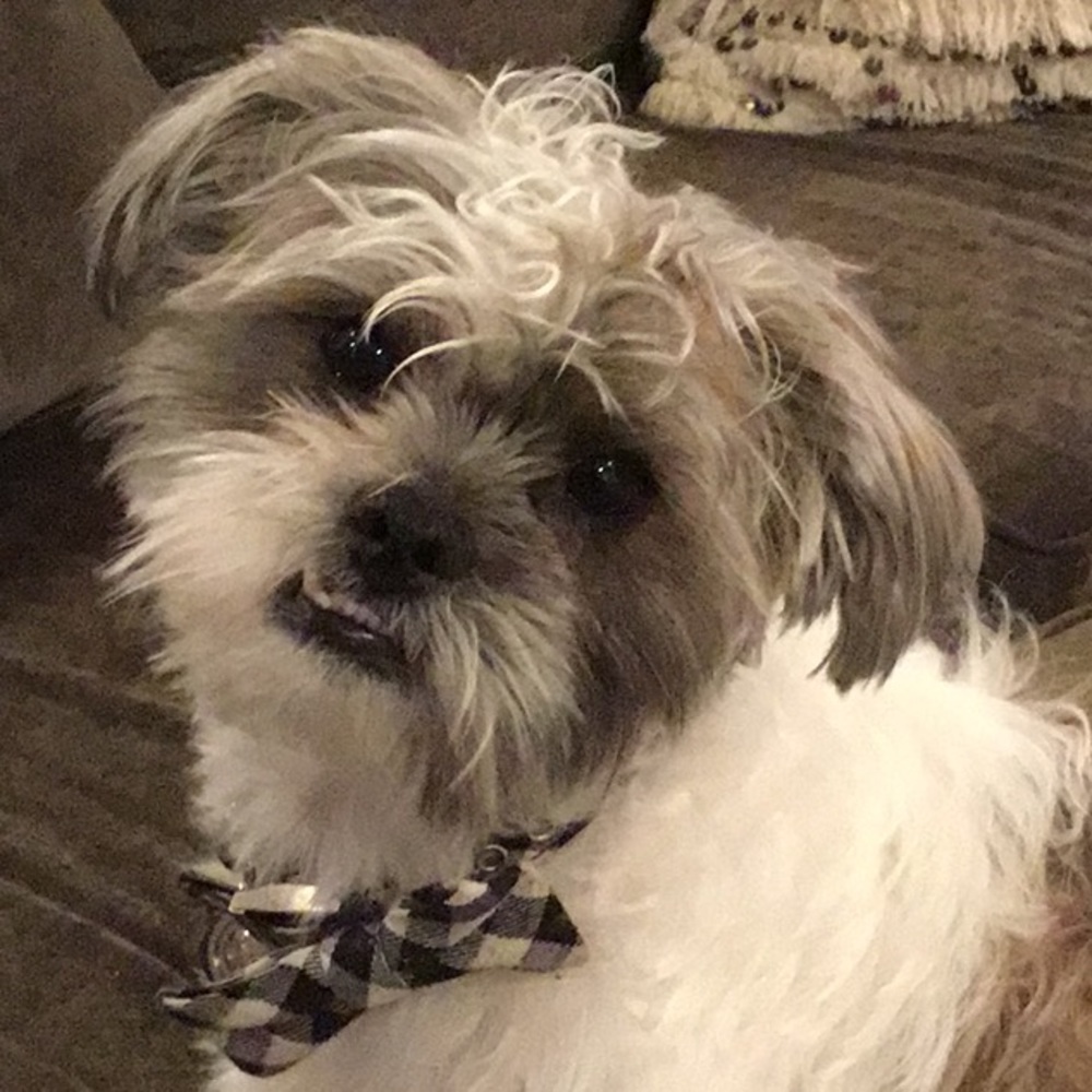 Meet your Posher, Abby